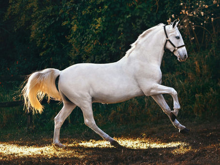 White horse moving with calm presence and balanced posture, representing emotional awareness, Shen, and mind–body harmony.