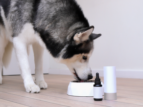 Natural Boosts: Simple Add-Ons That Can Support Your Dog’s Health