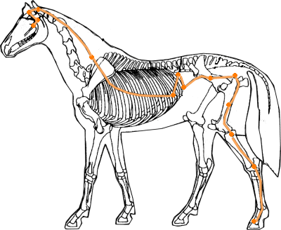 a horse diagram showing the gall bladder meridian 