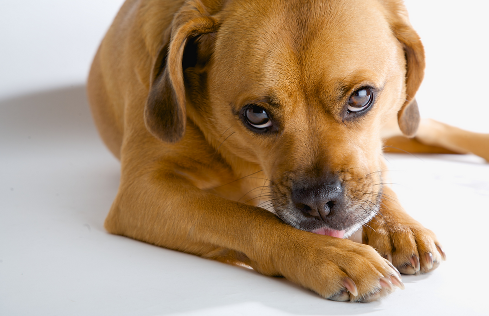 dog licking itchy paw