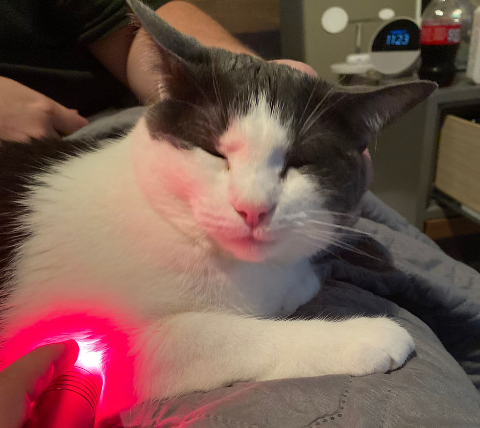 A cat with closed eyes basks in red light from a acuglow torch on a bed.