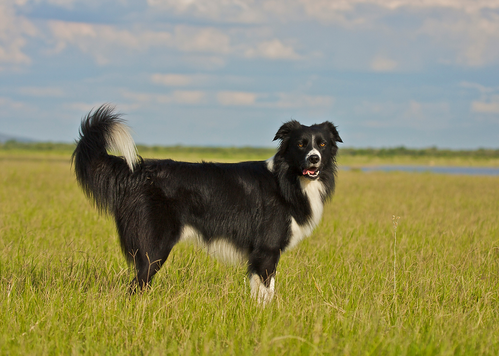 border collie working outside can get heatstroke