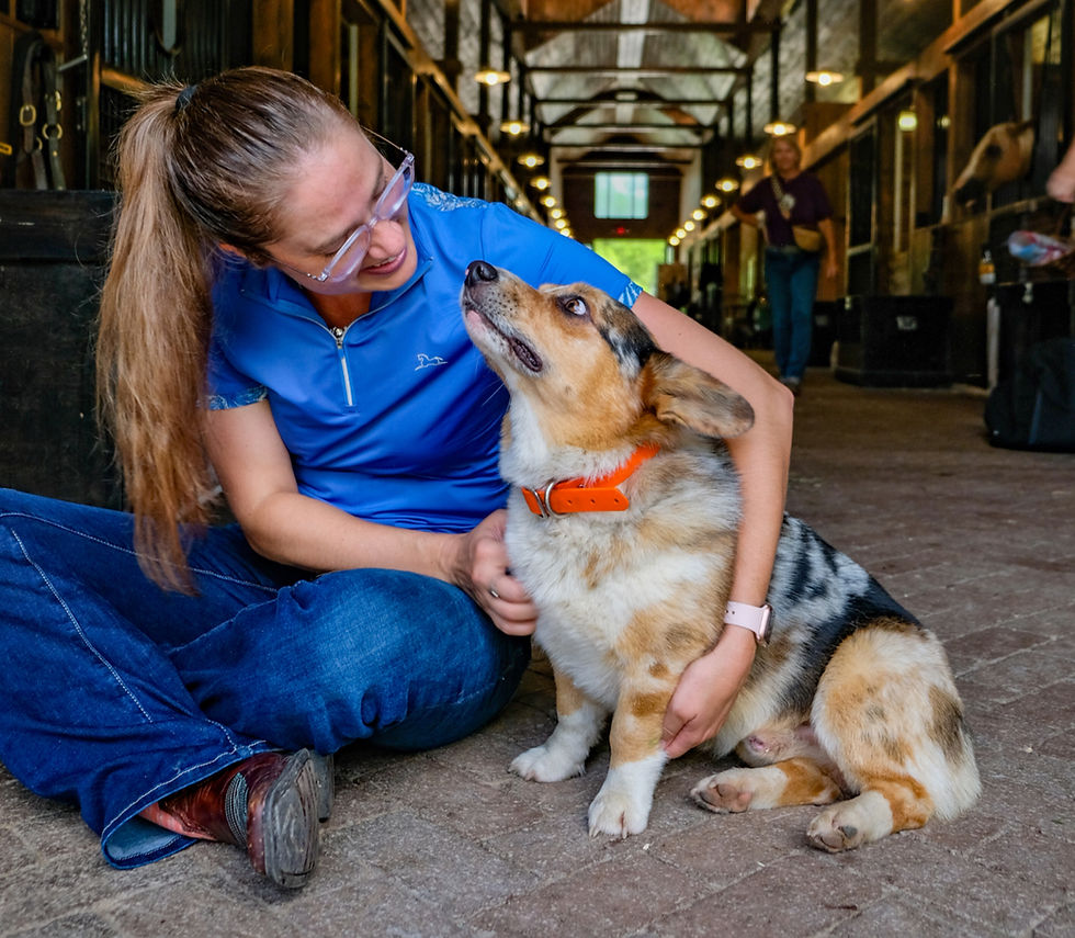 Woman in blue shirt sits on the ground petting a Corgi with an orange collar in a barn aisle. Warm, friendly atmosphere while she performs acupressure to deepen their bond