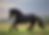 large horse running through pasture