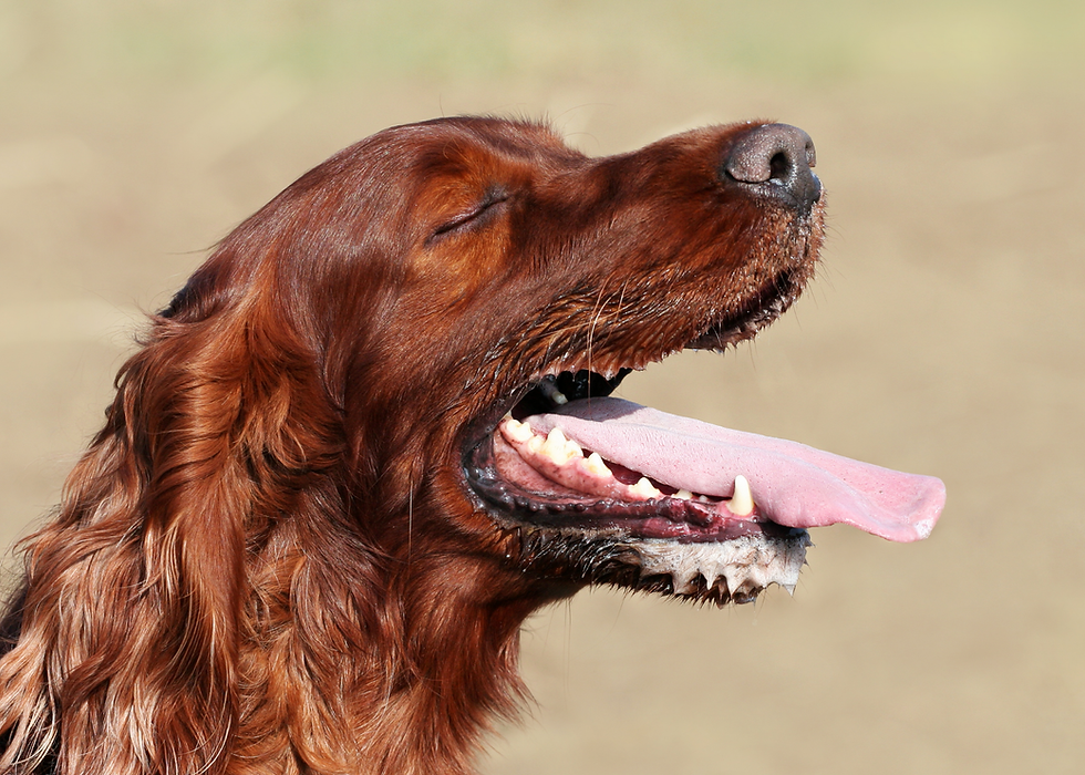 dog panting loudly shows signs of heatstroke
