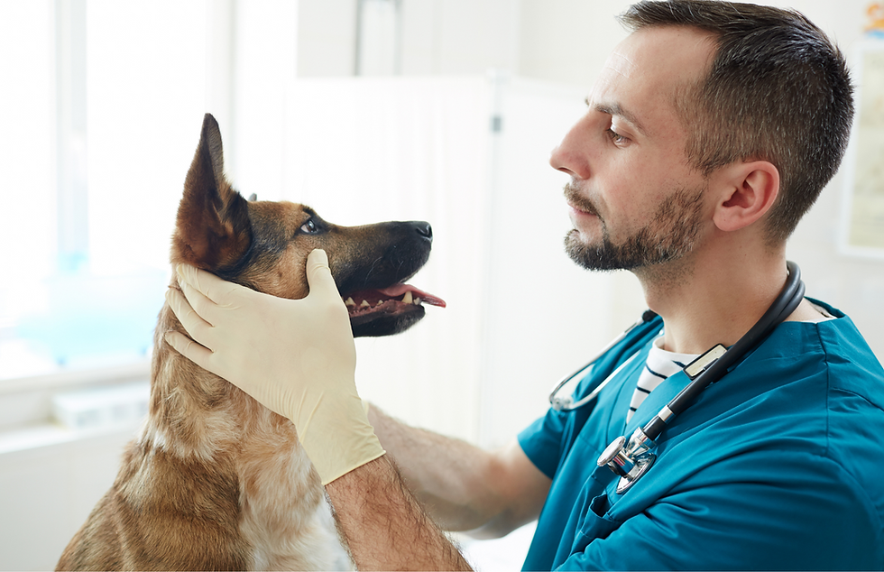 vet examining a dog that may have allergies