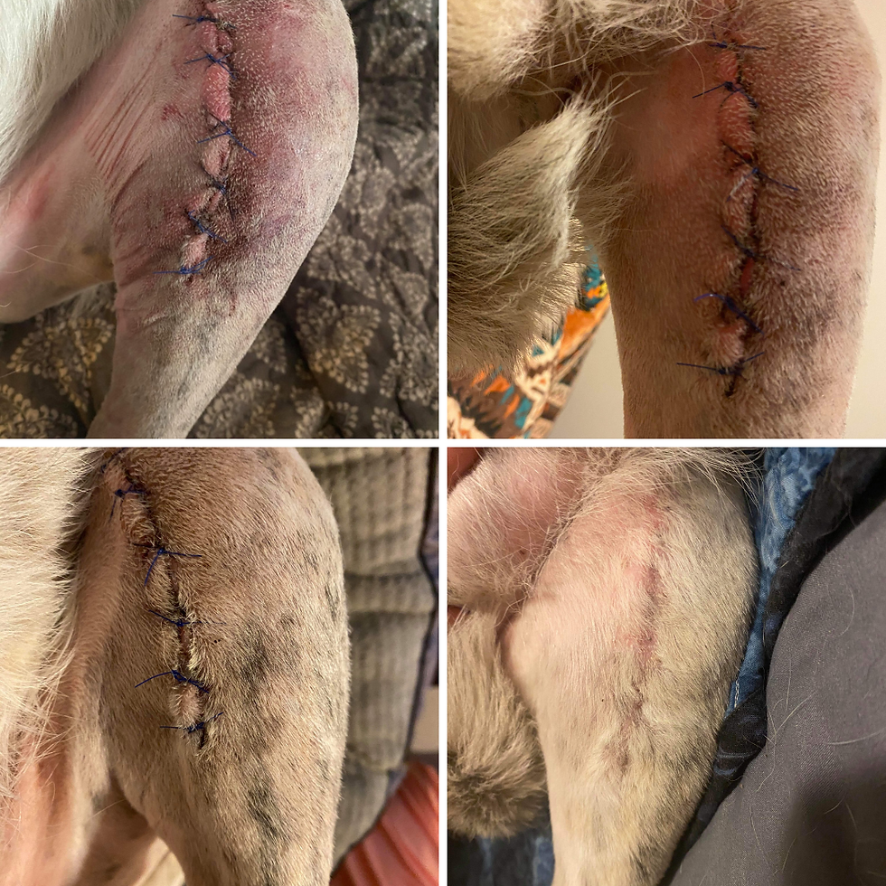 canine ACL surgery recovery from red light therapy