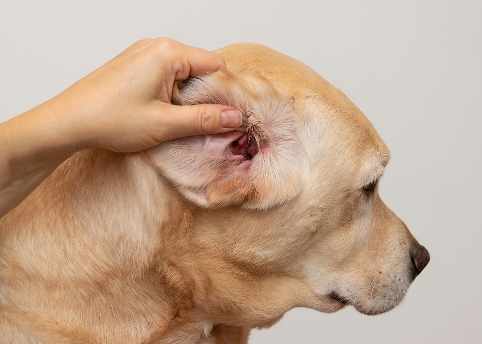 dog owner inspecting the dogs ear for foxtails