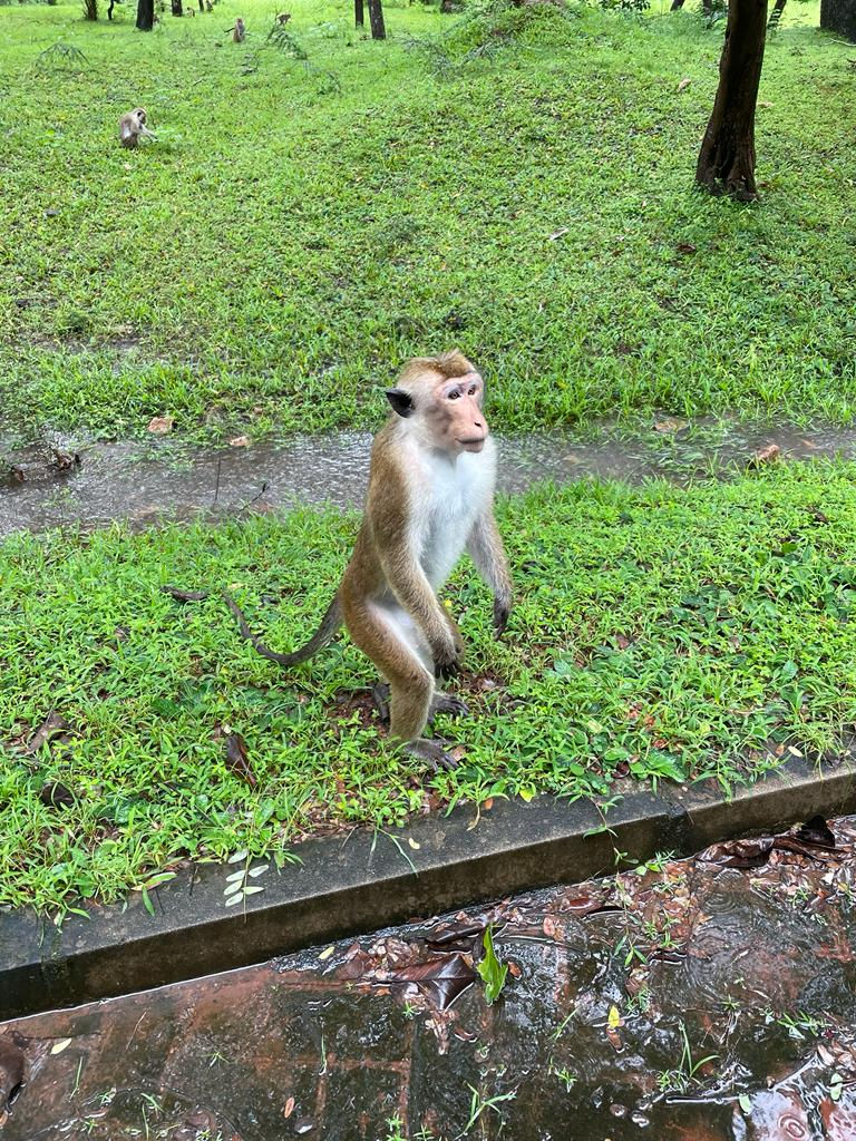 Un singe debout sur une pelouse verte dans une forêt, air curieux, avec un petit ruisseau en avant-plan. Atmosphère tranquille.