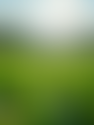 Forrest refuses to take $$$ from Luxury Hotels and Foreign Corporations!