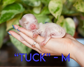 Pups101424-62.heic