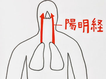 鼻炎と東洋医学②/鍼灸院/鍼灸ゆーせん/大阪府八尾市上尾町