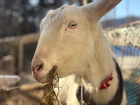 予約受付中　ザーネンヤギ