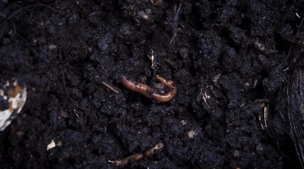 Soiloftheforest1-ezgif.com-crop.gif