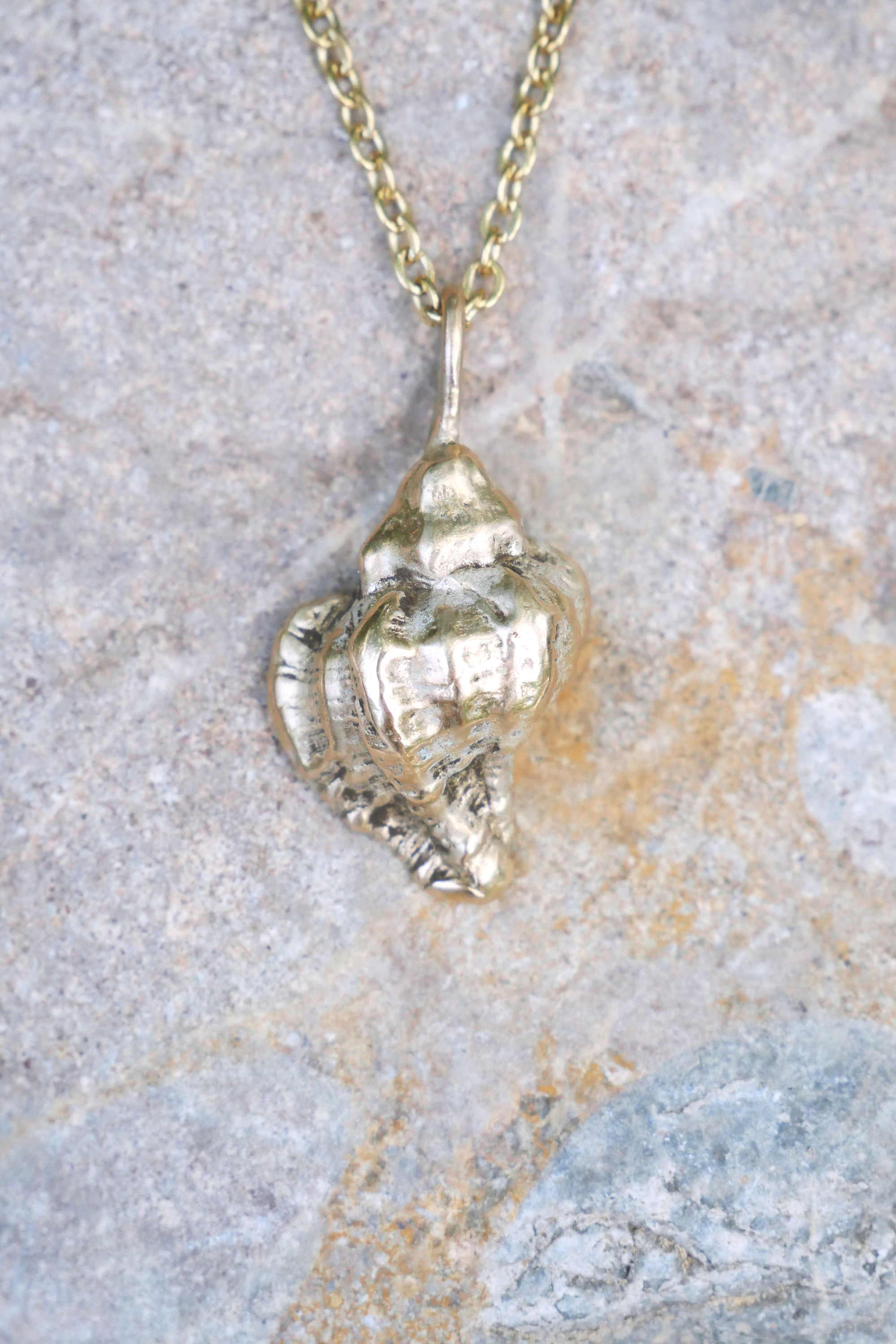 murex snail shell