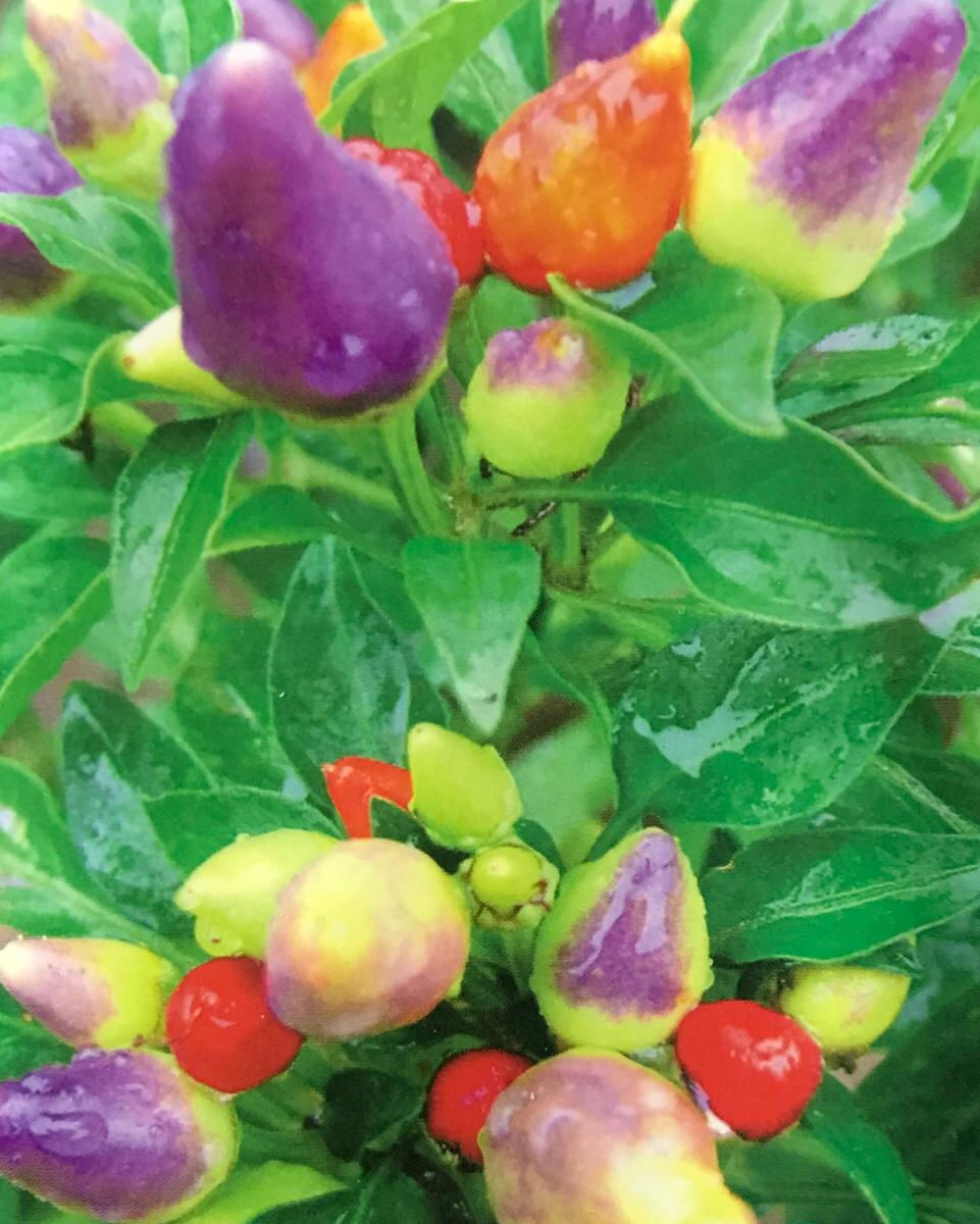 SB002 - Vegetable Seed Ornamental pepper