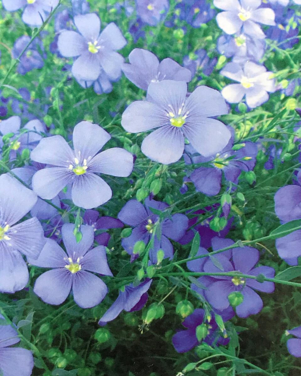 FA083 - Flower Seed   Flax Family