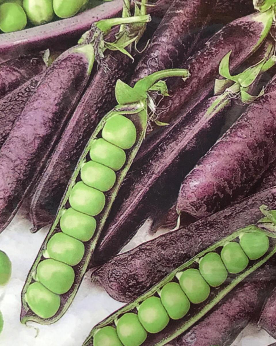 SC158- Vegetable Seed Purple Pea