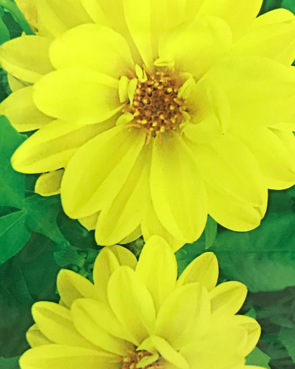 FA202 - Flower Seed   Dahlia