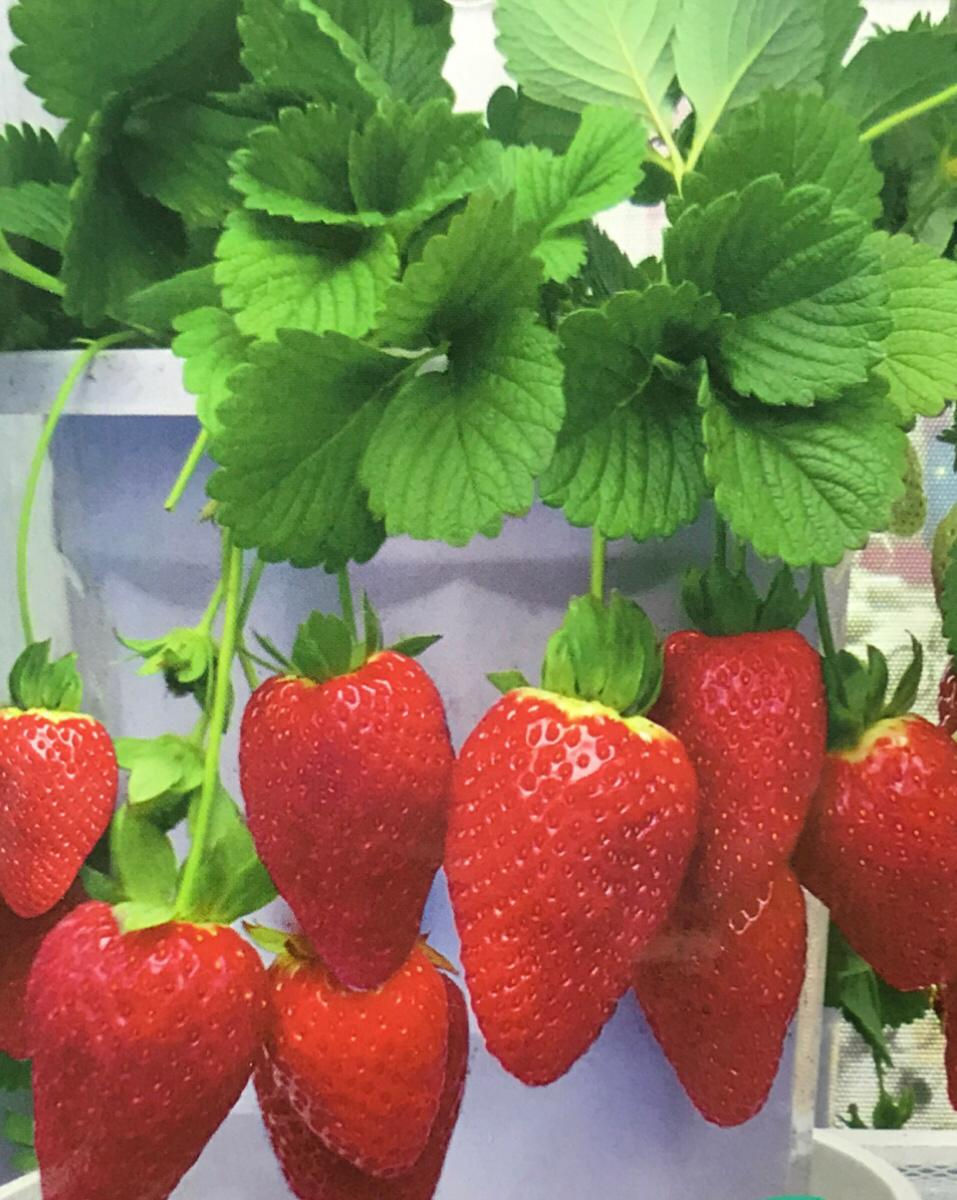 SB108- Vegetable Seed   Strawberry
