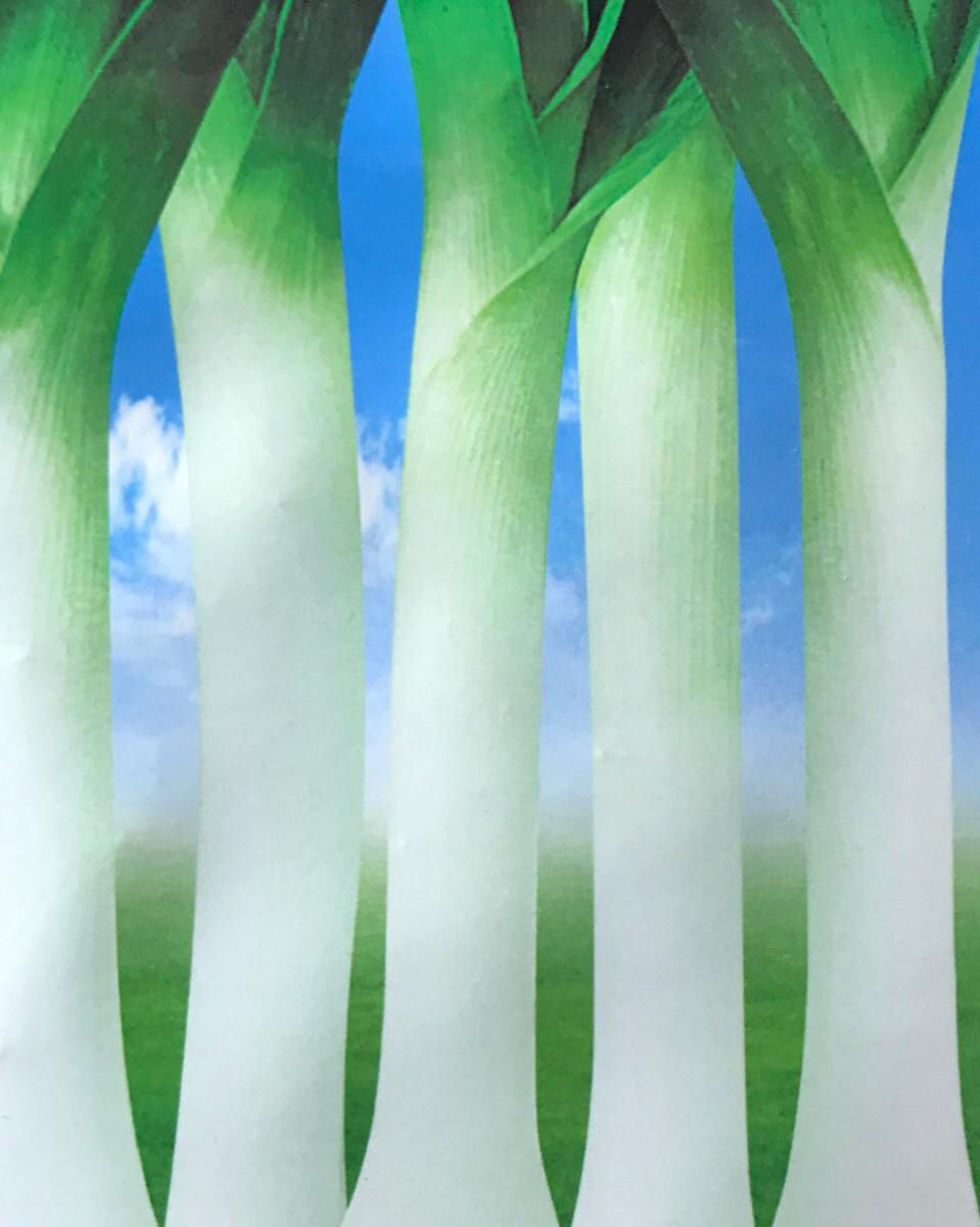 SC010 - Vegetable Seed    Leek