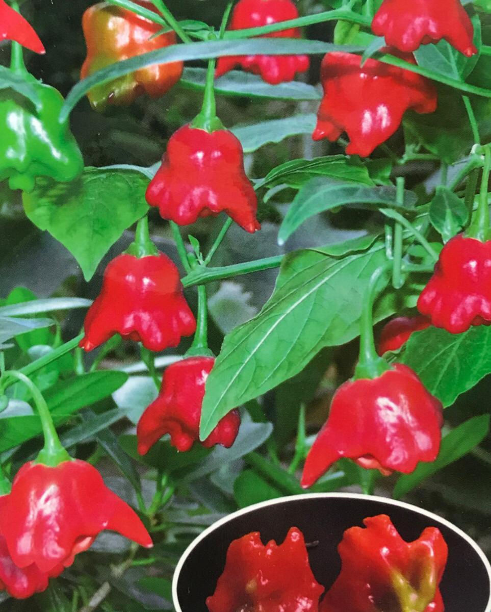 SB078 - Vegetable Seed  Ornamental Pepper