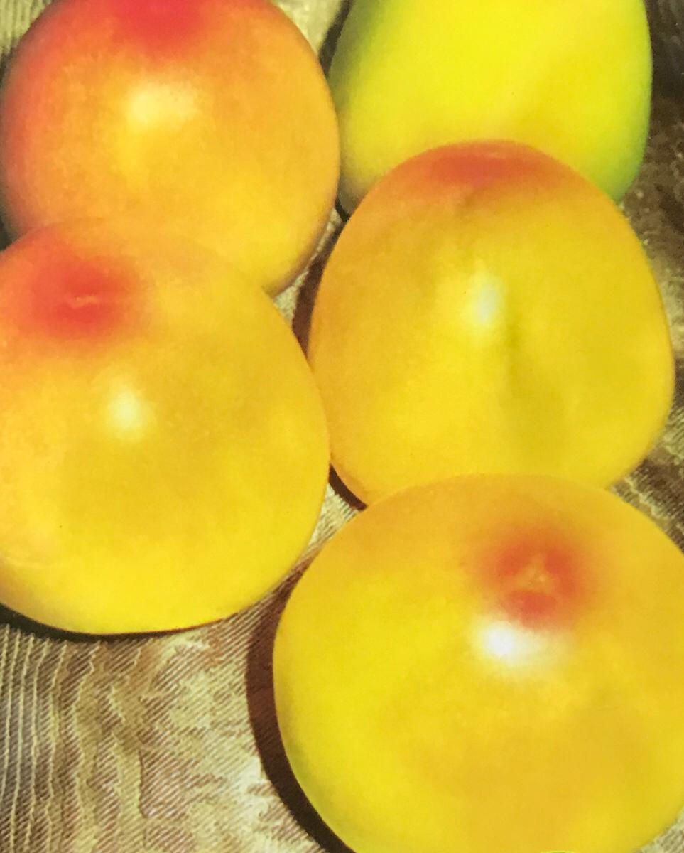 SC084- Vegetable Seed  Tomato