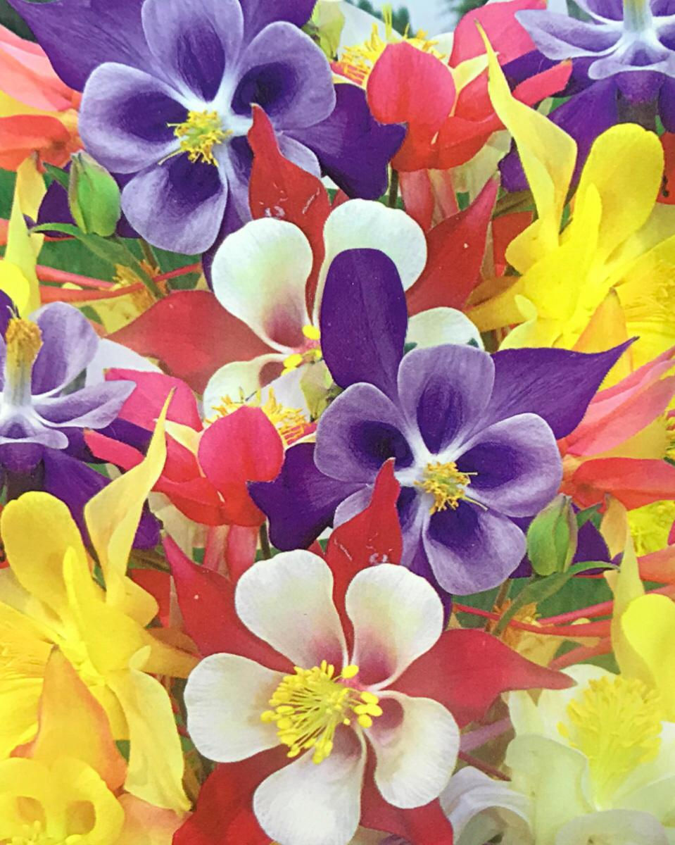 FA113 - Flower Seeds Columbine