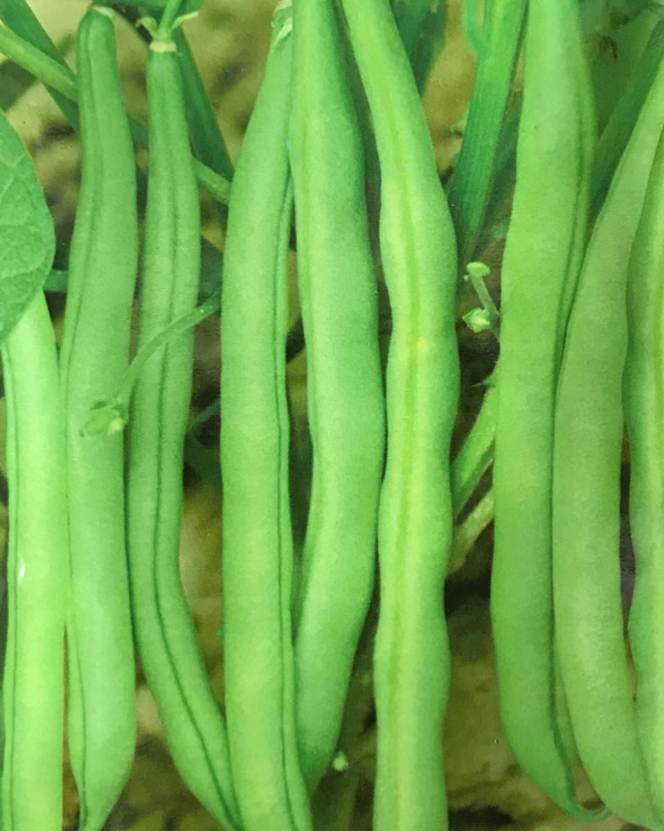 SC035 - Vegetable Seeds Bean