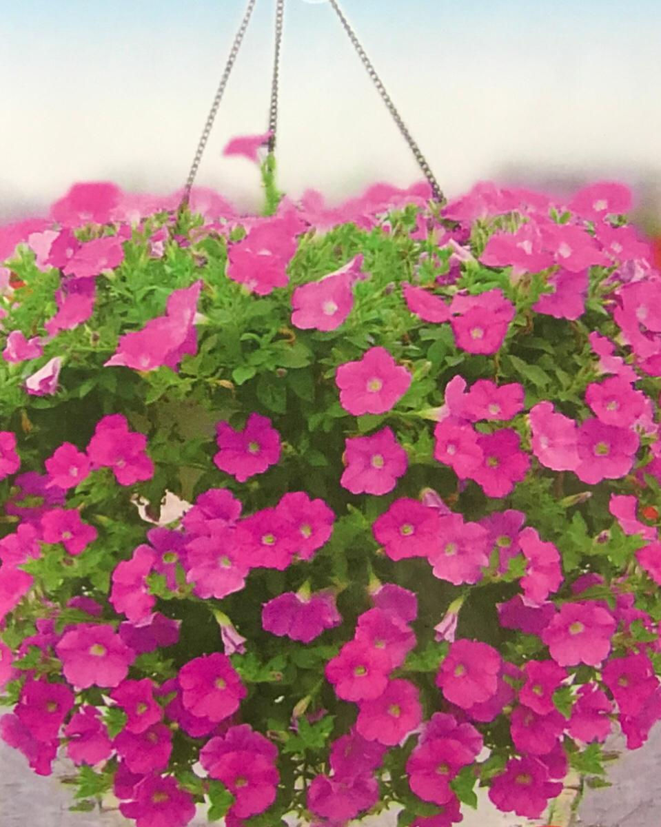 FG004 - Flower Seed  Semi-Trailing Petunia