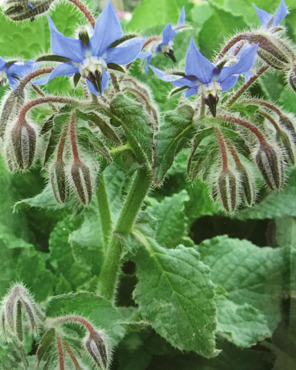 SD024 - Vegetable Seed   Borage
