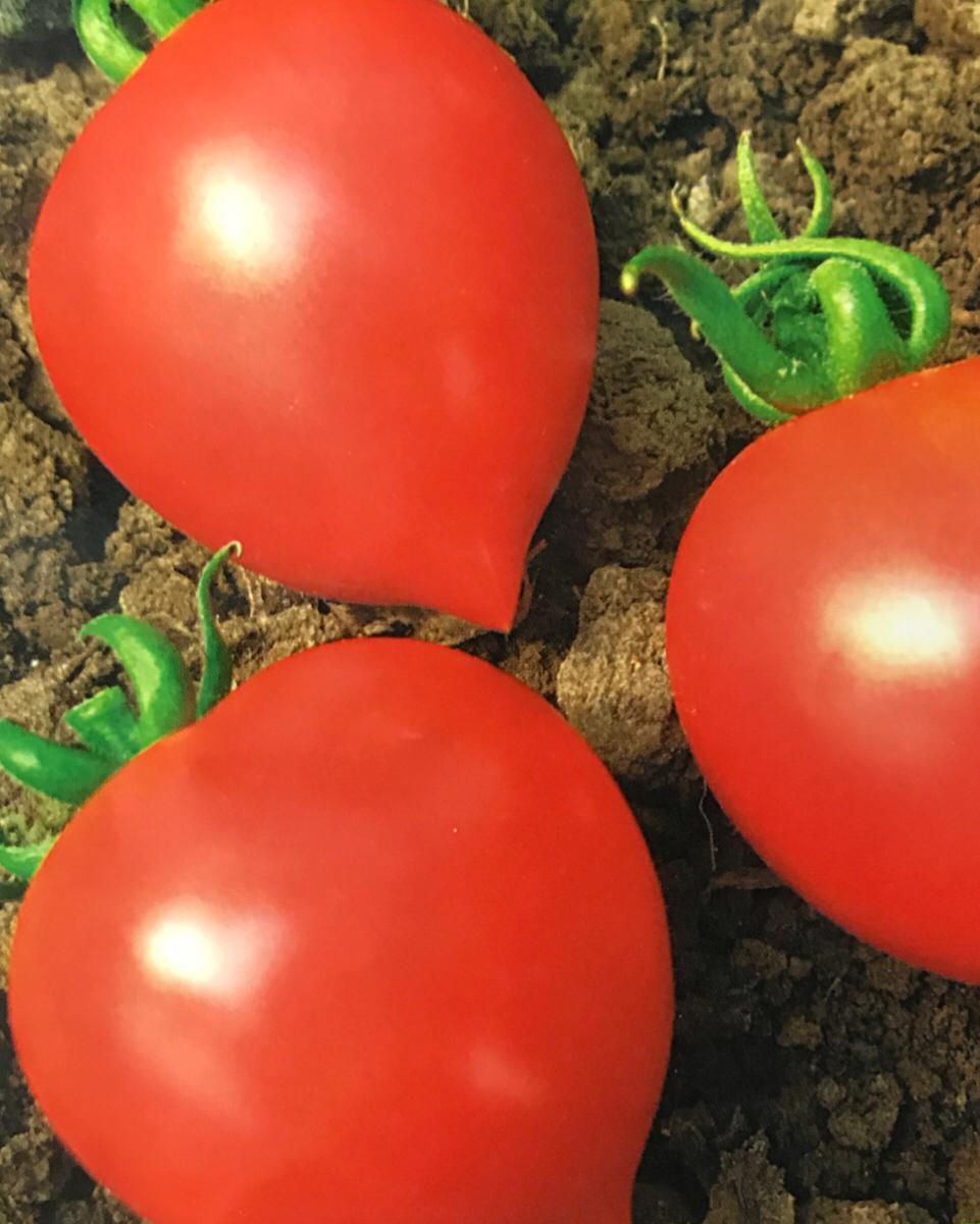 SC053 - Vegetable Seed Tomato