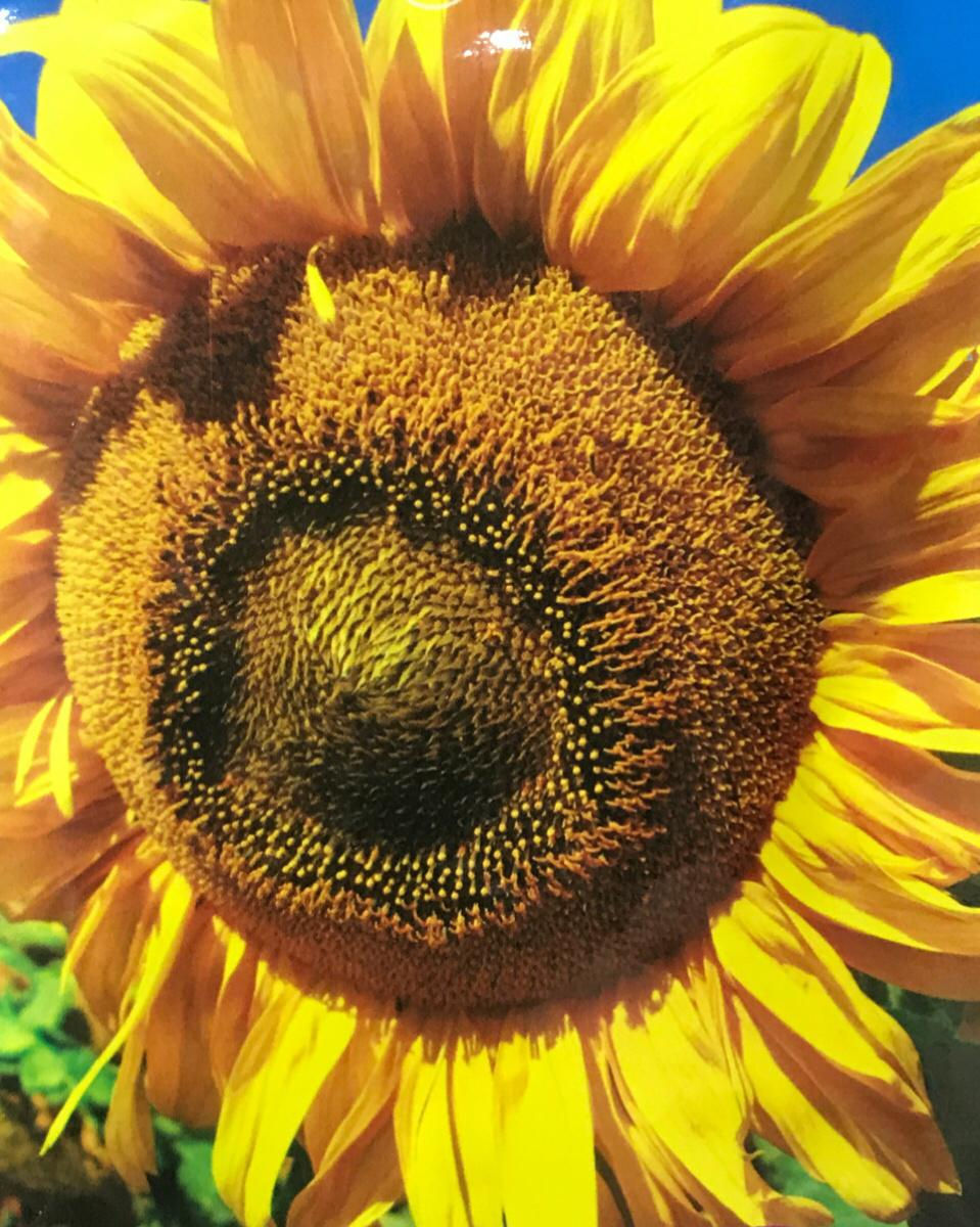 FA007 - Flower Seed  Edible Sunflower