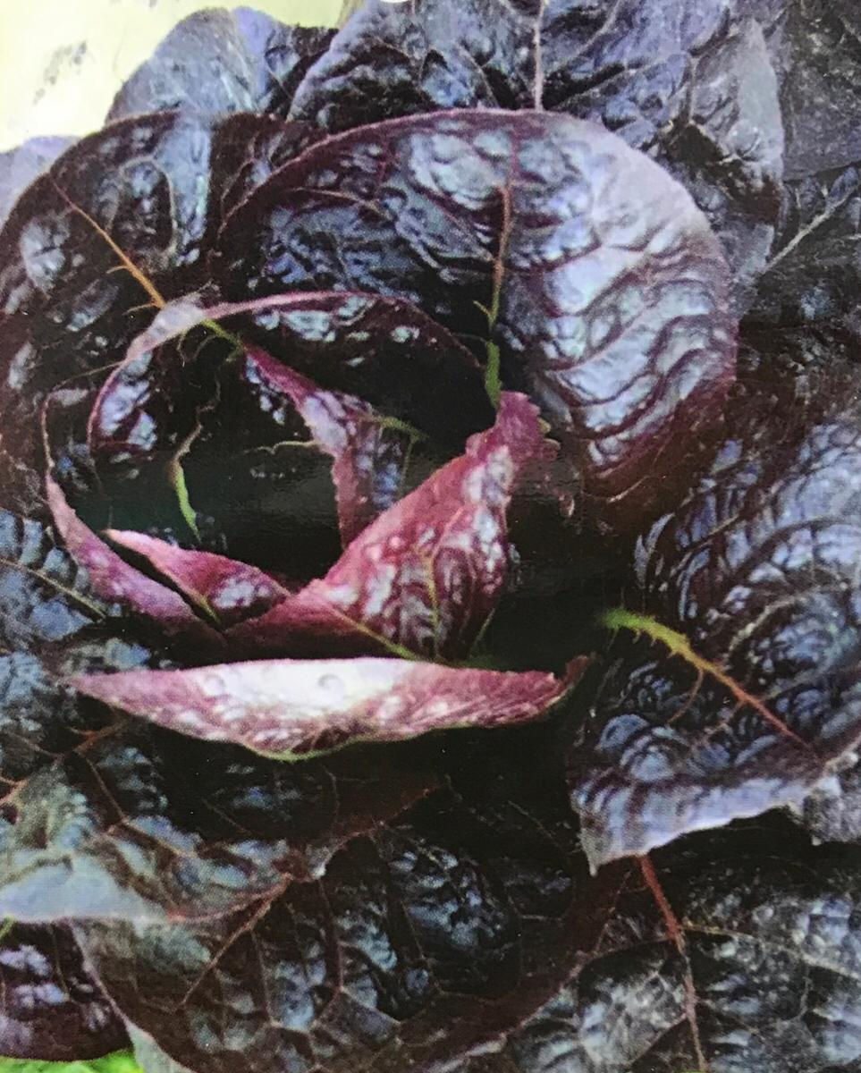 SC148- Vegetable Seed    Garden Lettuce