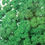 Thumbnail: SD007 - Vegetable Seed     Parsley