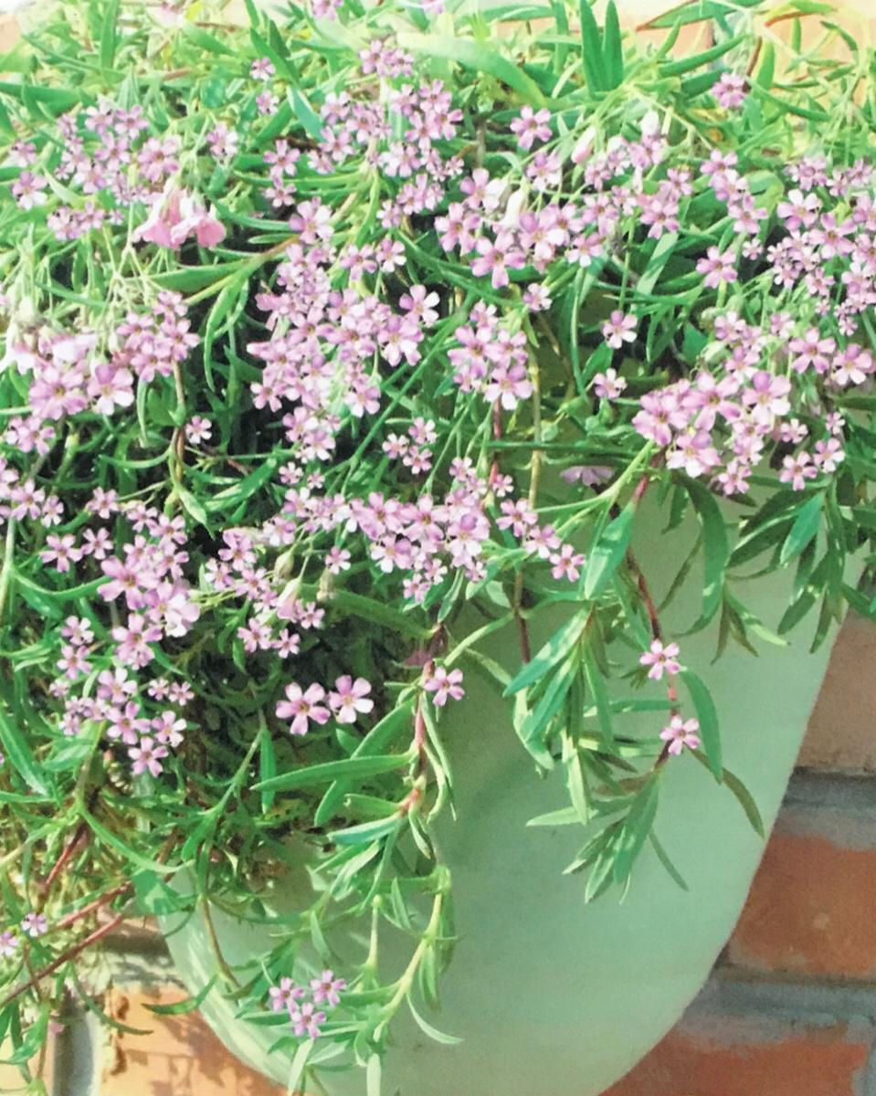 FG005 - Flower Seed   Chalkplant