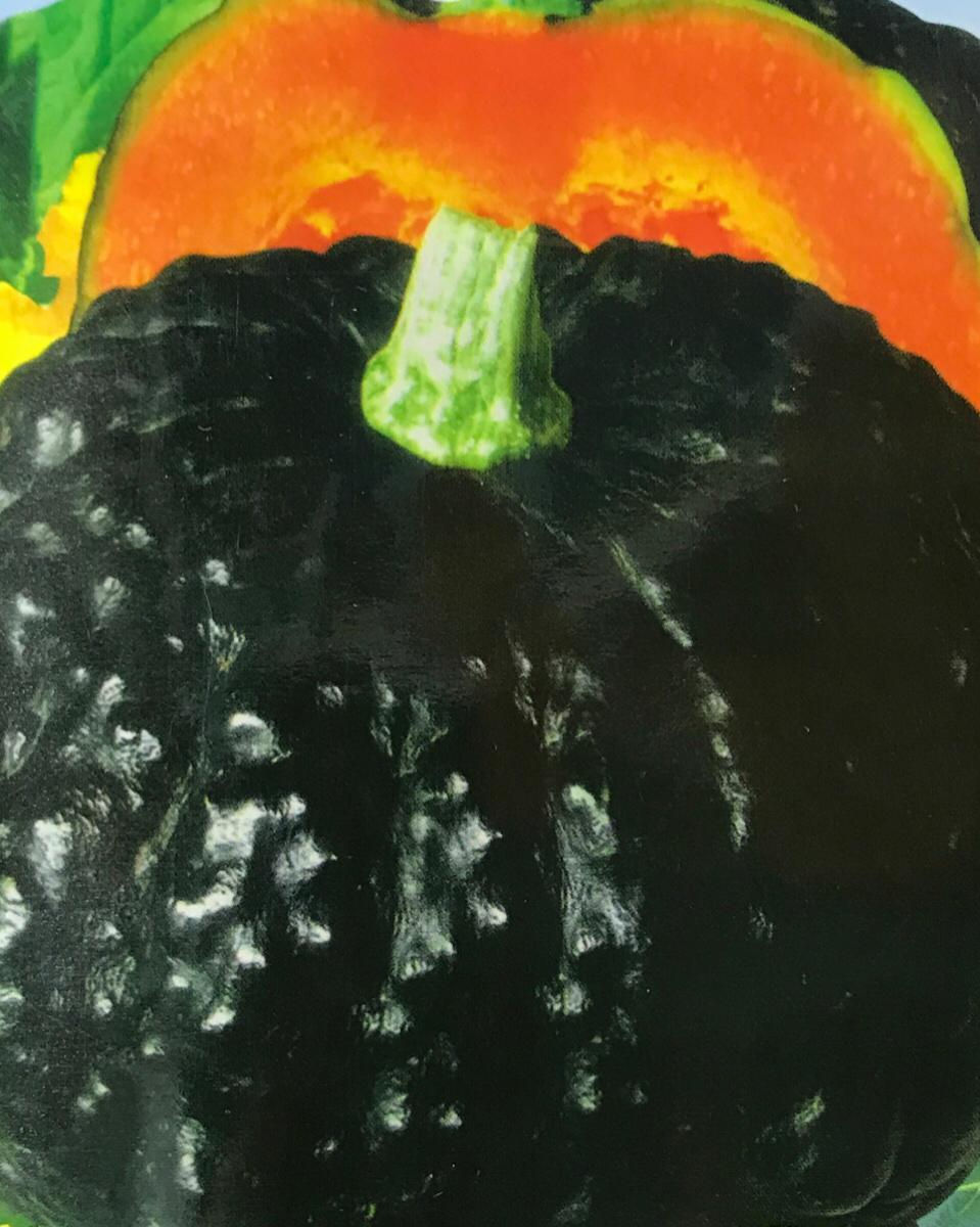 SC117- Vegetable Seed   Japan Pumpkin