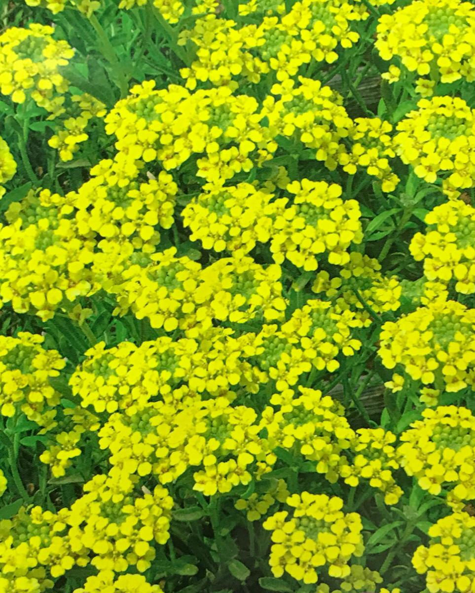FA171 - Flower Seed   Spice Snowball