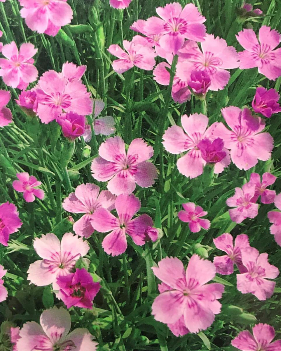 FA116 - Flower Seed   Cottage Pinks(Dianthus plumarius)