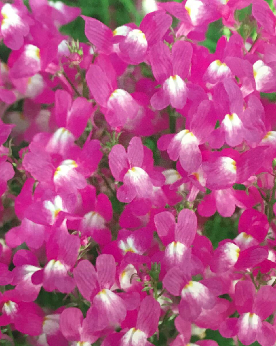 FA245 - Flower Seed   Morocco Toadflax