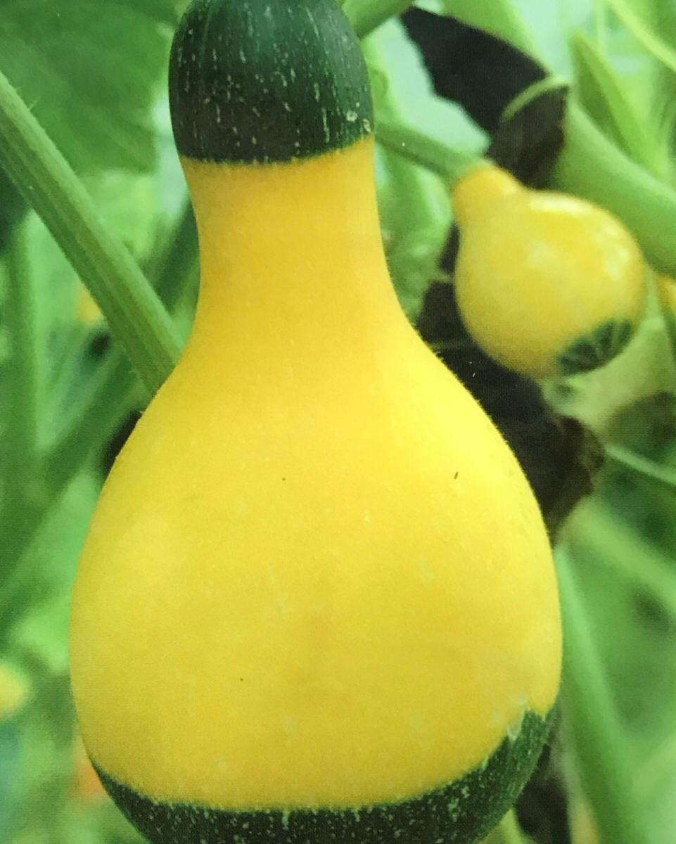 SB013 - Vegetable Seed   Cucurbita pepo