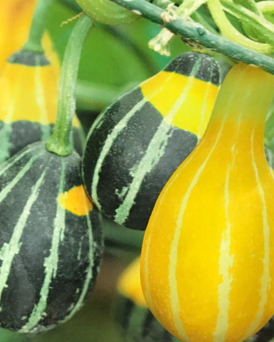 SB071 - Vegetable Seed Smallfruit Bottle Gourd