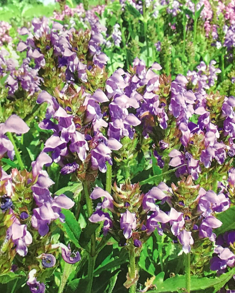 FA217 - Flower Seeds   Bigflower Selfheal