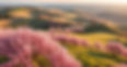 rolling hills in a country landscape with pink cherry blossom trees see from an aerial vie