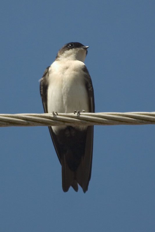 Notiochelidon cyanoleuca