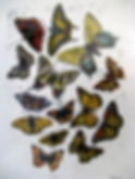 Butterflies