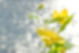 山吹の花