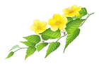 山吹