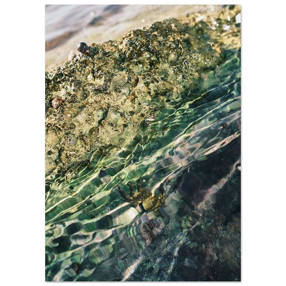 Thumbnail: Crab paparazzi  - Premium Matte Paper Poster