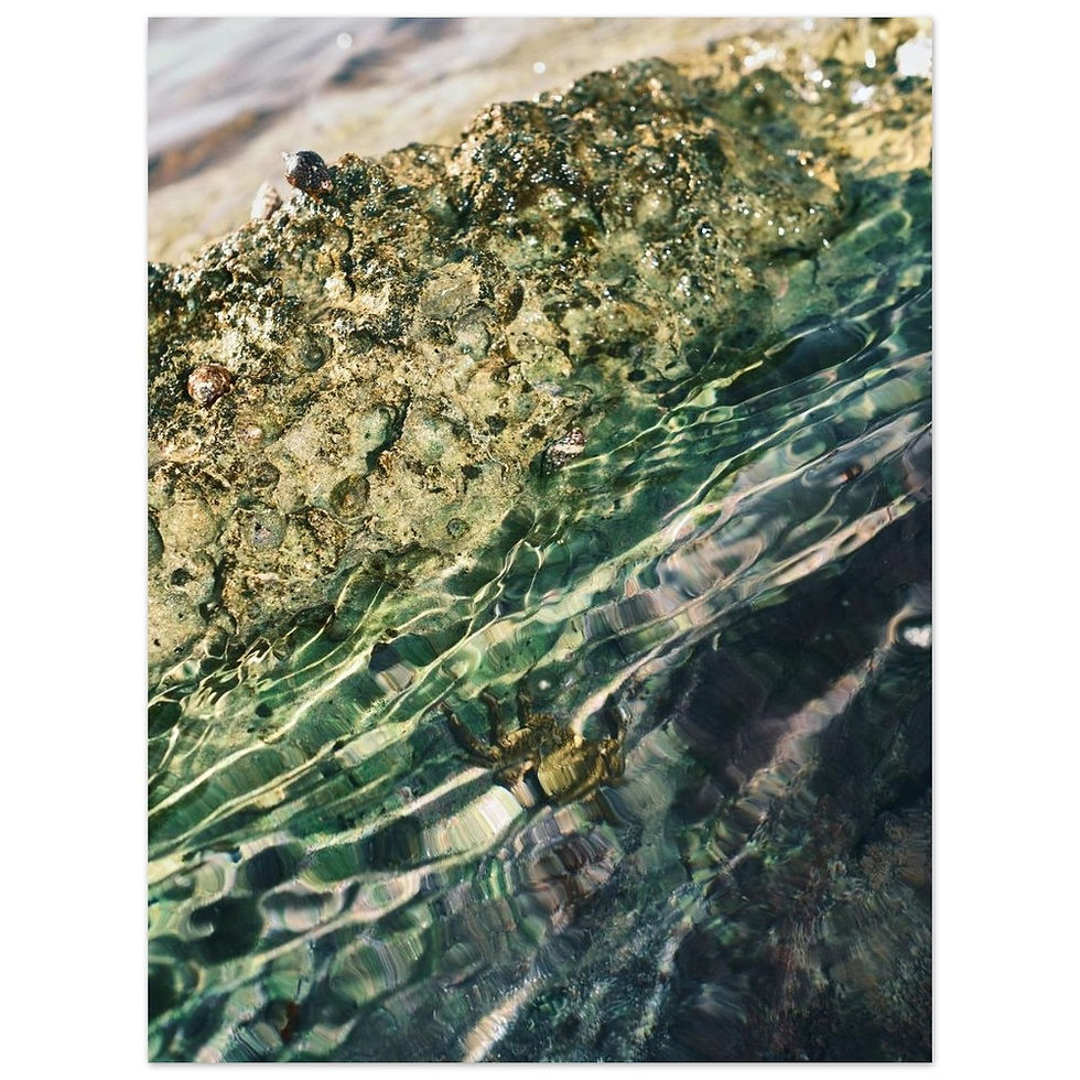 Thumbnail: Crab paparazzi  - Premium Matte Paper Poster